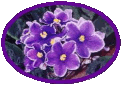 African Violets
